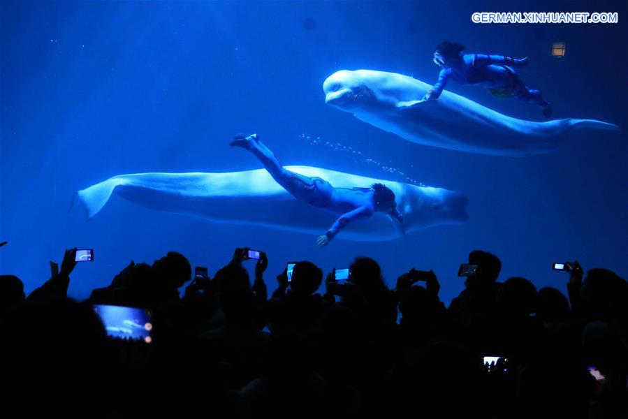 #CHINA-DALIAN-BELUGAS-PERFORMANCE (CN) 