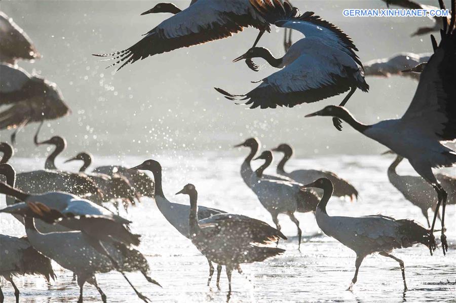 CHINA-TIBET-BLACK-NECKED CRANE (CN) 