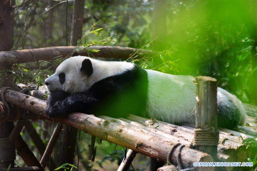 #CHINA-CHENGDU-GIANT PANDA (CN)