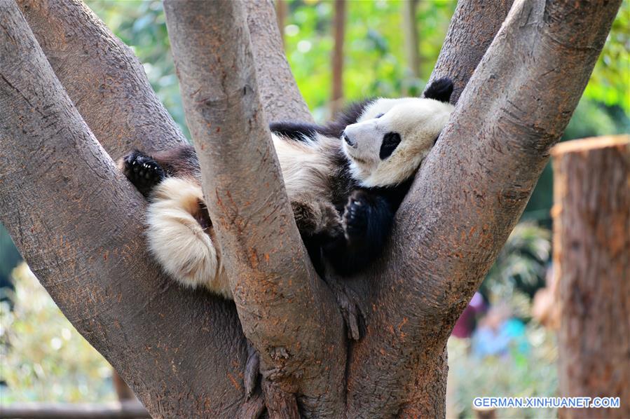 #CHINA-CHENGDU-GIANT PANDA (CN)