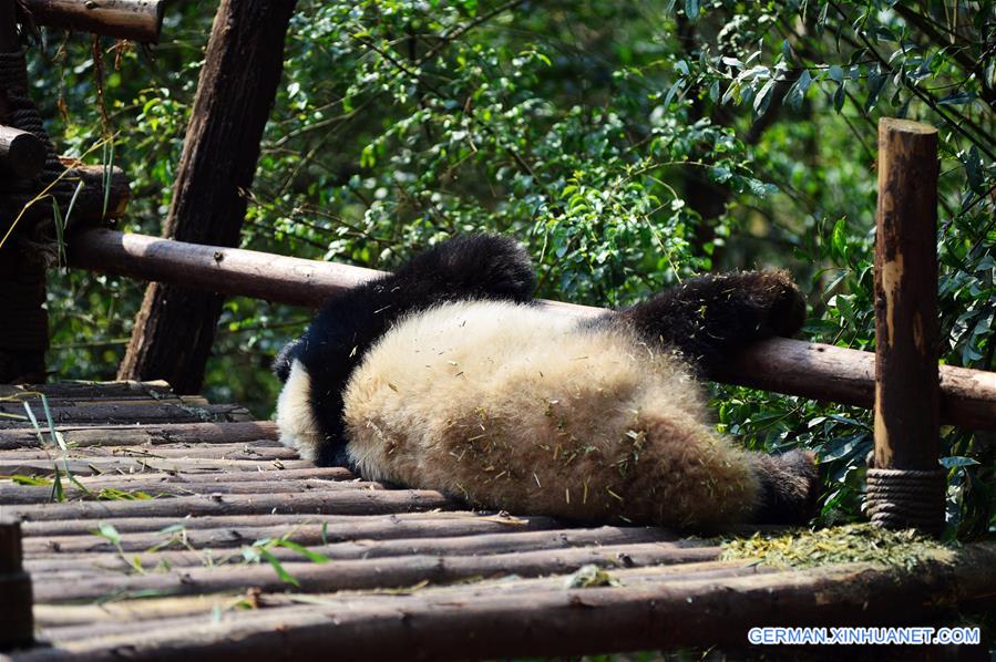 #CHINA-CHENGDU-GIANT PANDA (CN)