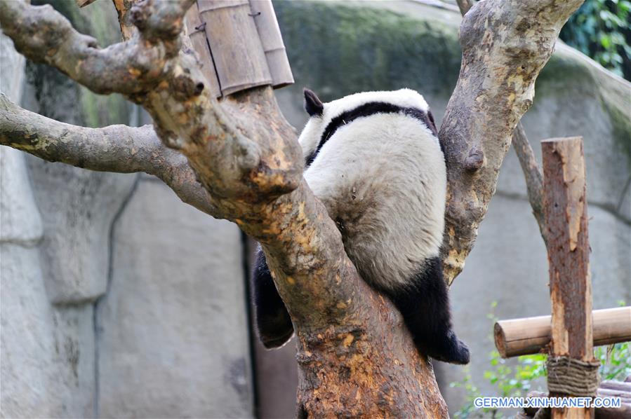 #CHINA-CHENGDU-GIANT PANDA (CN)