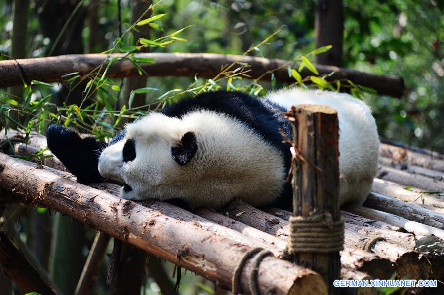 #CHINA-CHENGDU-GIANT PANDA (CN)