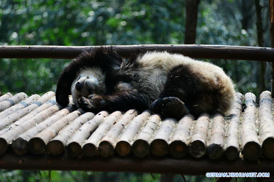 #CHINA-CHENGDU-GIANT PANDA (CN)