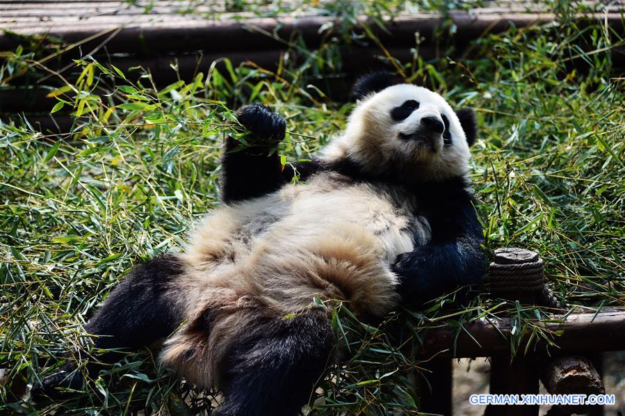 #CHINA-CHENGDU-GIANT PANDA (CN)