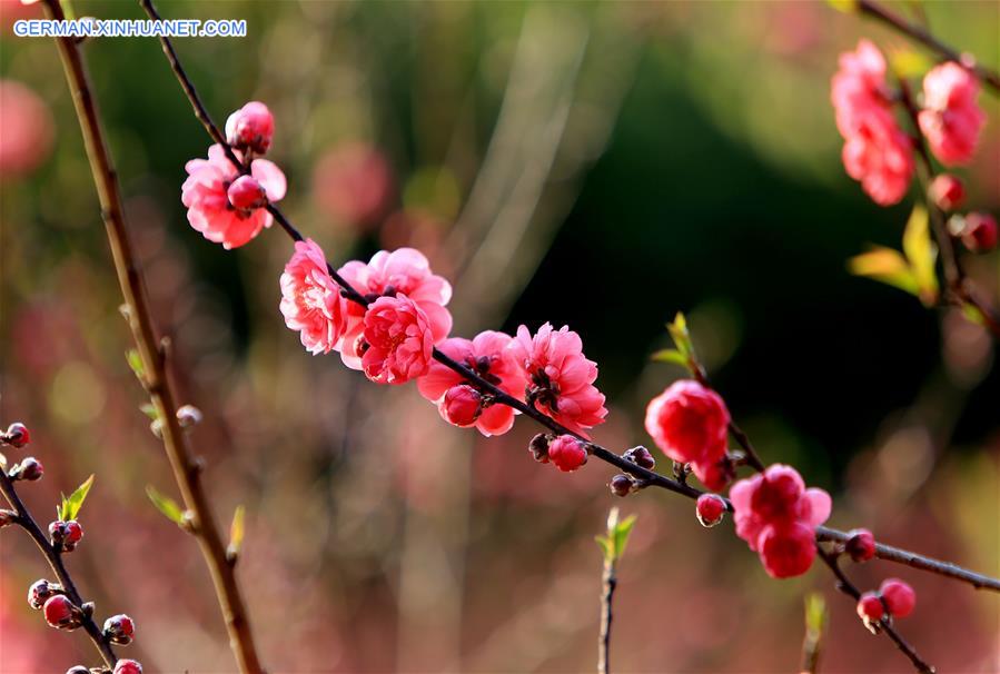 #CHINA-GUANGXI-LIUZHOU-BLOOMING BLOSSOMS (CN)