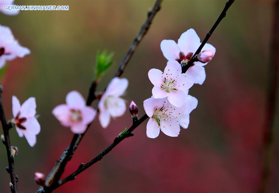 #CHINA-GUANGXI-LIUZHOU-BLOOMING BLOSSOMS (CN)