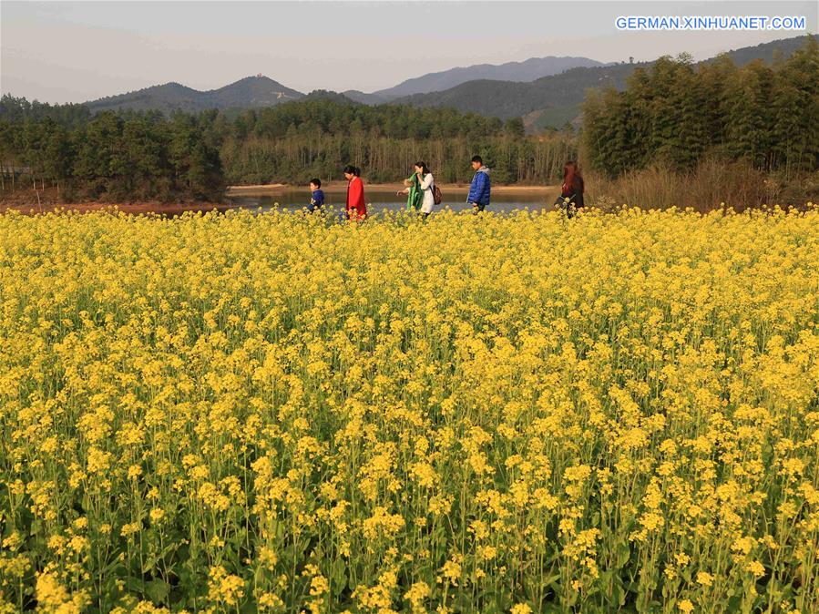 #CHINA-JIANGXI-RAPE BLOSOOM(CN)