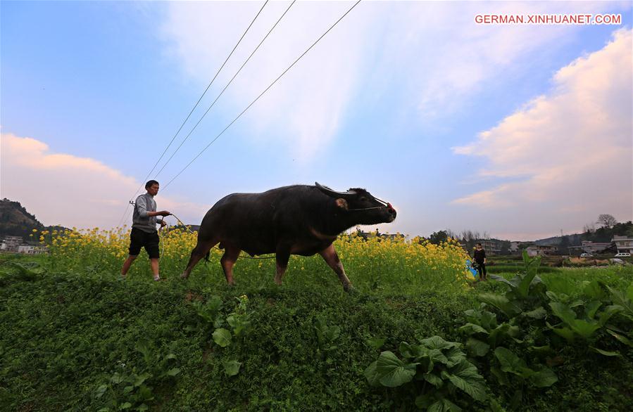 #CHINA-SPRING-PLANTS (CN)