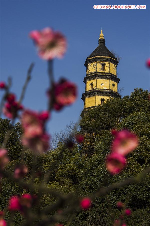 #CHINA-SPRING-PLANTS (CN)