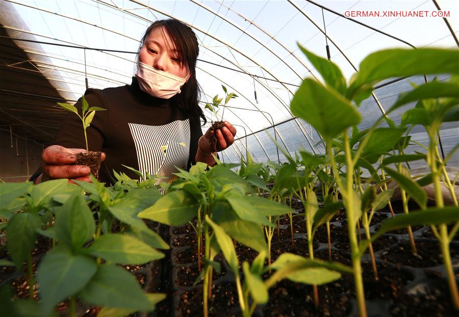 #CHINA-SPRING-PLANTS (CN)