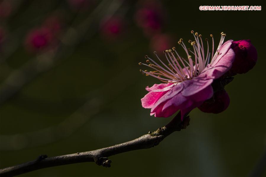 #CHINA-SPRING-PLANTS (CN)