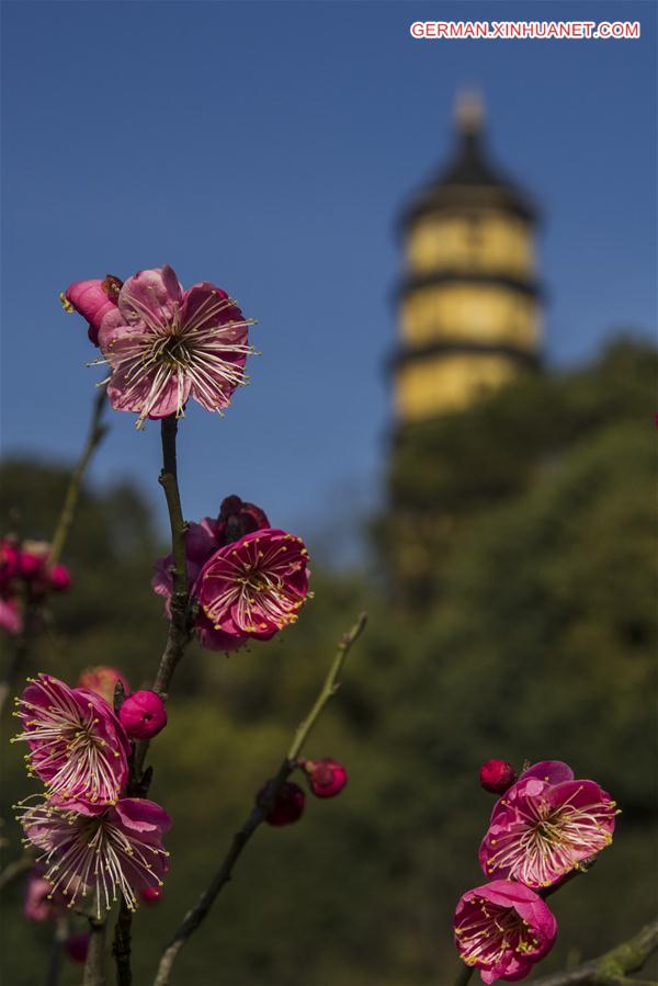 #CHINA-SPRING-PLANTS (CN)