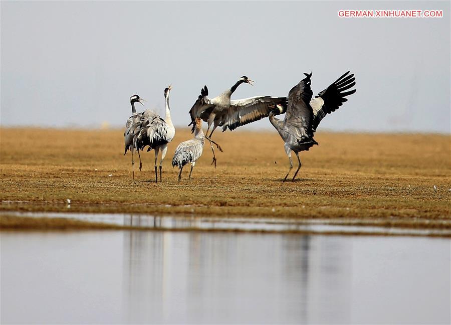 #CHINA-JIANGXI-POYANG LAKE-MIGRATORY BIRDS (CN)