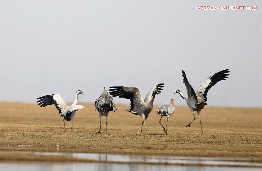 #CHINA-JIANGXI-POYANG LAKE-MIGRATORY BIRDS (CN)