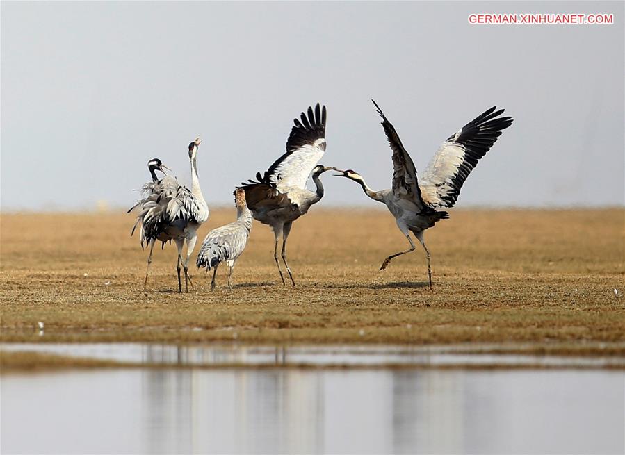 #CHINA-JIANGXI-POYANG LAKE-MIGRATORY BIRDS (CN)