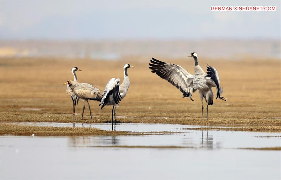 #CHINA-JIANGXI-POYANG LAKE-MIGRATORY BIRDS (CN)