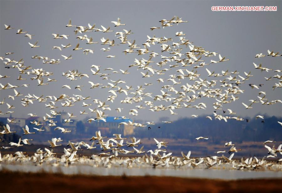 #CHINA-JIANGXI-POYANG LAKE-MIGRATORY BIRDS (CN)