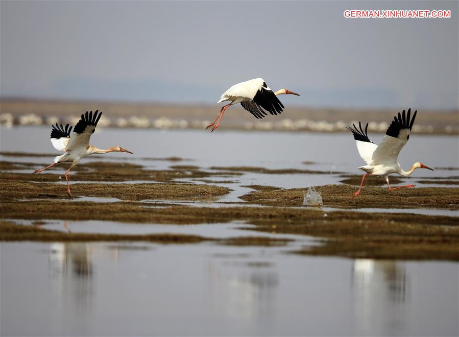 #CHINA-JIANGXI-POYANG LAKE-MIGRATORY BIRDS (CN)