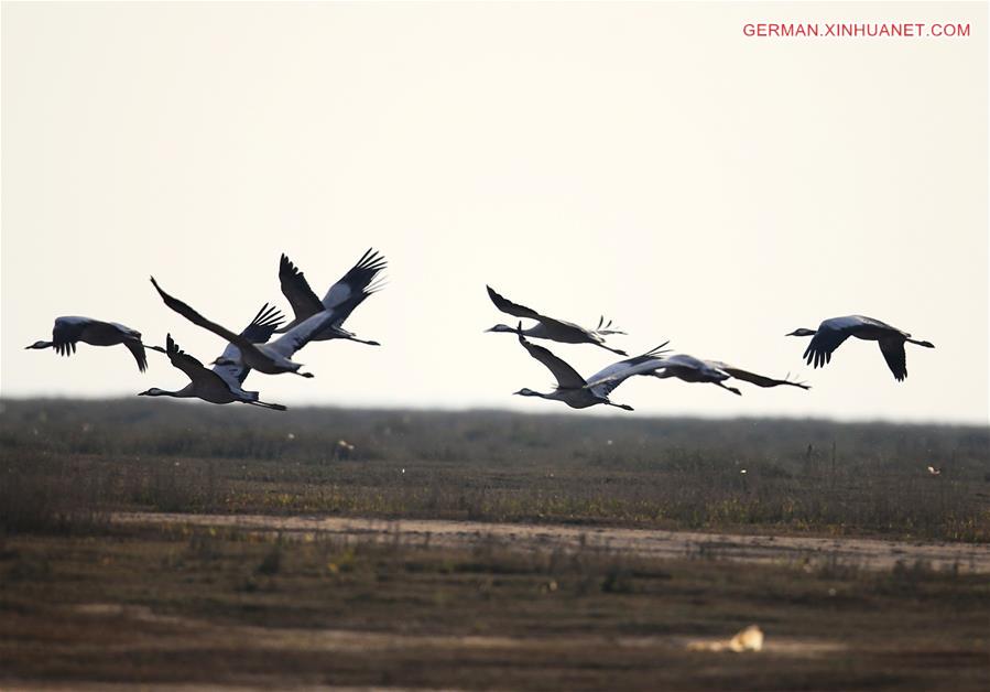 #CHINA-JIANGXI-POYANG LAKE-MIGRATORY BIRDS (CN)