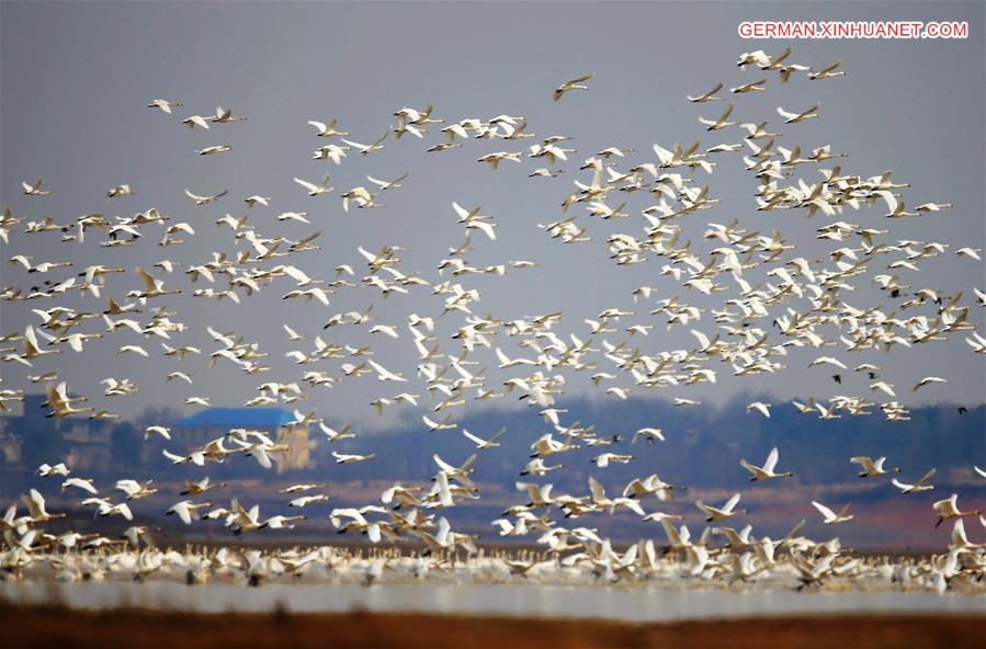 #CHINA-JIANGXI-POYANG LAKE-MIGRATORY BIRDS (CN)