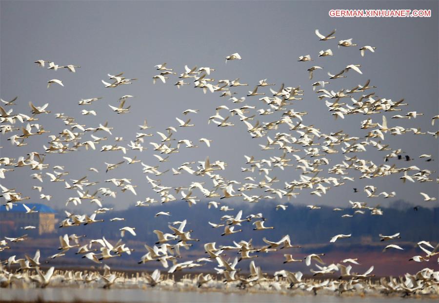 #CHINA-JIANGXI-POYANG LAKE-MIGRATORY BIRDS (CN)