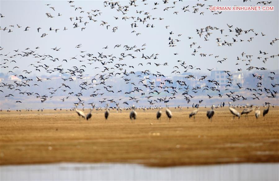 #CHINA-JIANGXI-POYANG LAKE-MIGRATORY BIRDS (CN)