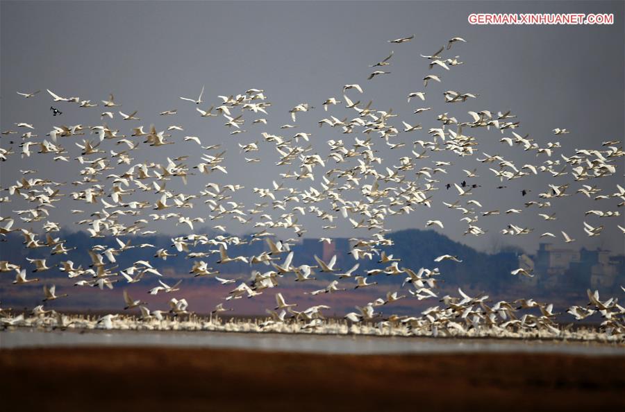 #CHINA-JIANGXI-POYANG LAKE-MIGRATORY BIRDS (CN)