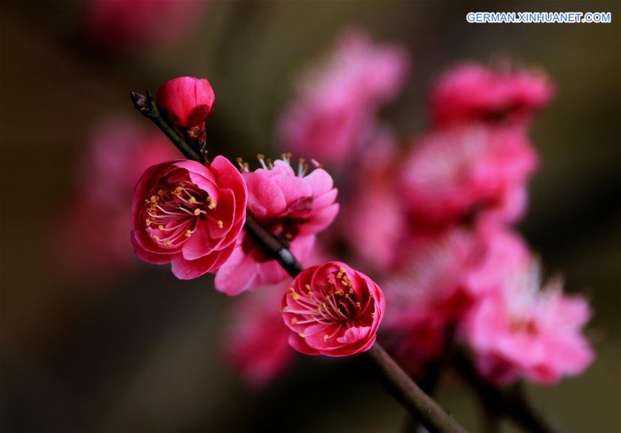 #CHINA-HUANGSHAN-PLUM BLOSSOM(cn)