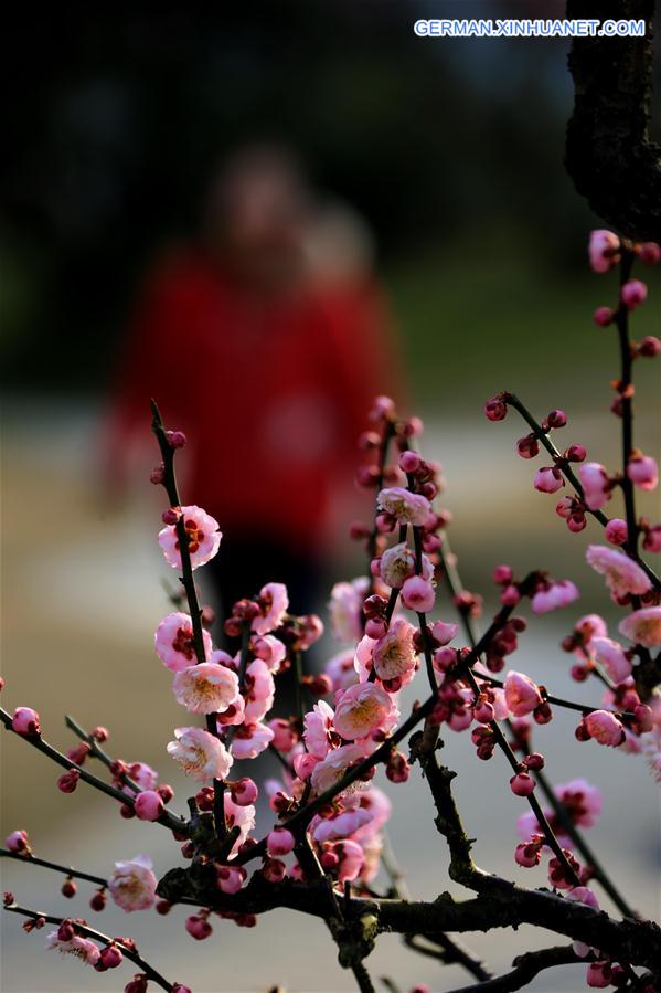 #CHINA-HUANGSHAN-PLUM BLOSSOM(cn)