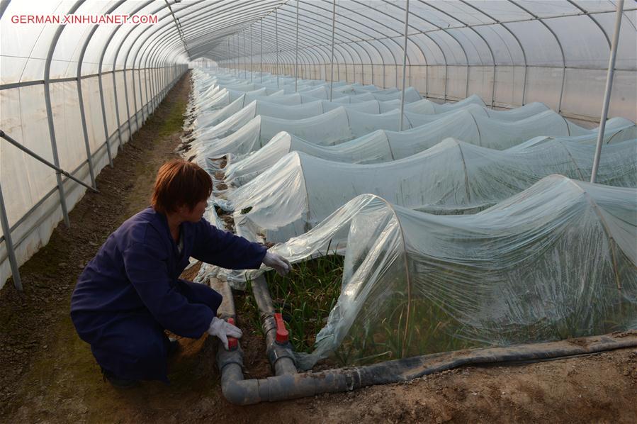 CHINA-HENAN-FARMING (CN) 