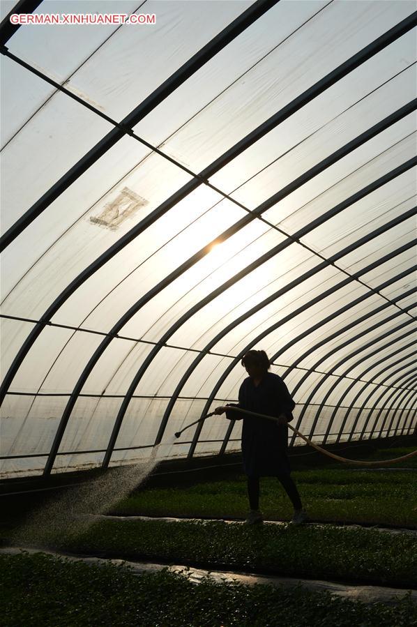 CHINA-HENAN-FARMING (CN) 