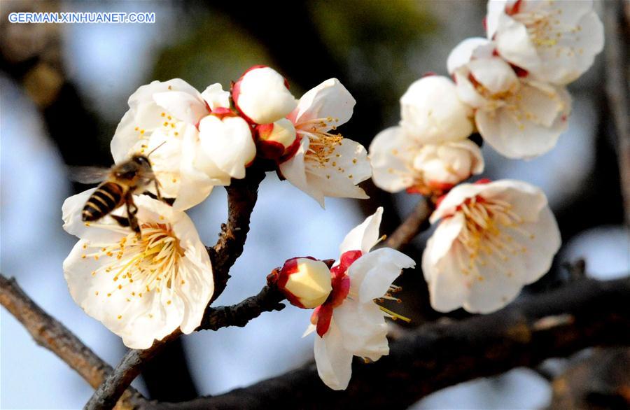 #CHINA-SUZHOU-FLOWERS(CN)