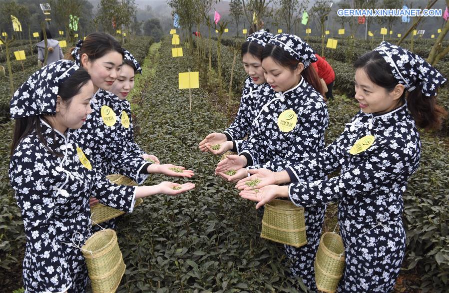 CHINA-SICHUAN-YIBIN-SPRING TEA (CN)