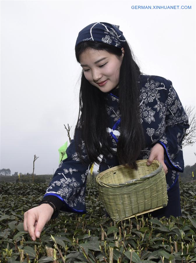 CHINA-SICHUAN-YIBIN-SPRING TEA (CN)