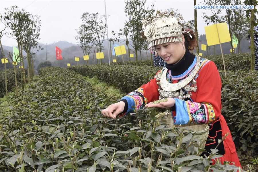 CHINA-SICHUAN-YIBIN-SPRING TEA (CN)