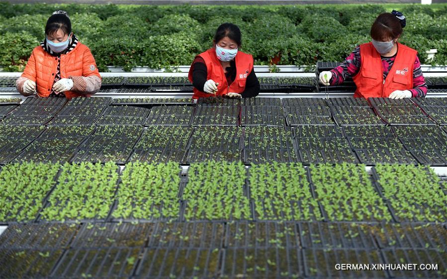 CHINA-HEBEI-INTENSIVE SEEDING (CN)