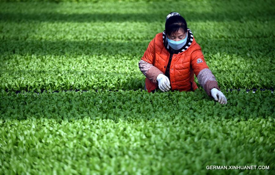 CHINA-HEBEI-INTENSIVE SEEDING (CN)