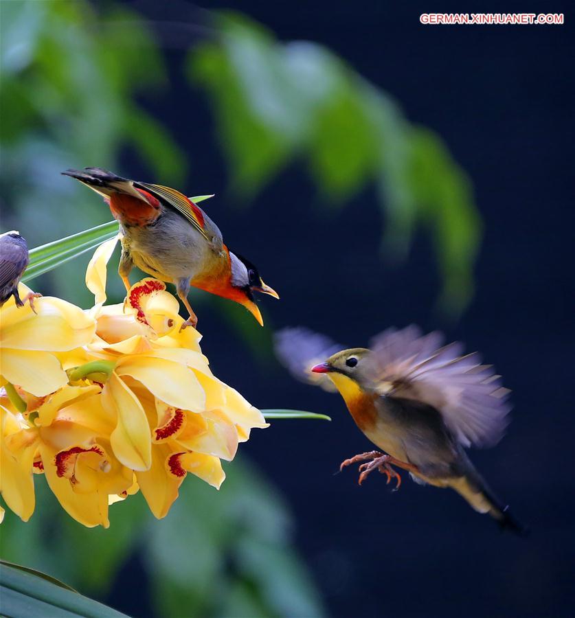 #CHINA-BEIJING-BIRDS (CN)