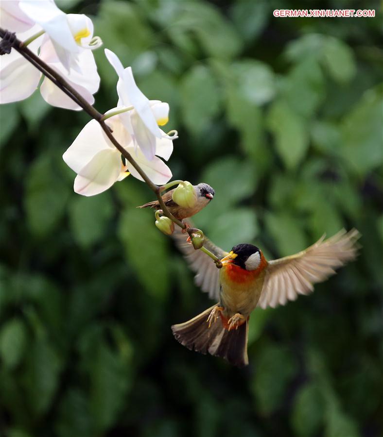 #CHINA-BEIJING-BIRDS (CN)