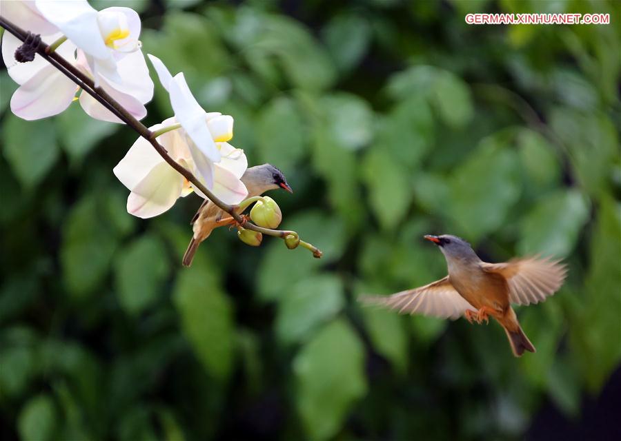 #CHINA-BEIJING-BIRDS (CN)