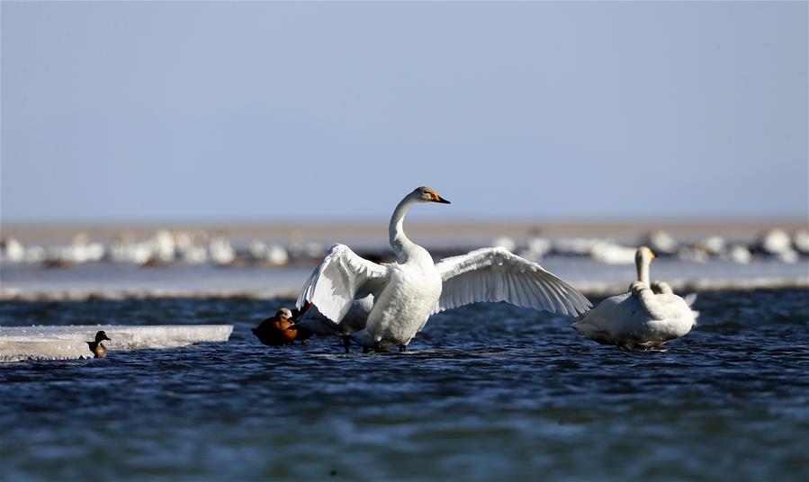 #CHINA-QINGHAI-SWAN (CN)*