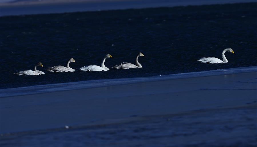 CHINA-QINGHAI-SWAN (CN)