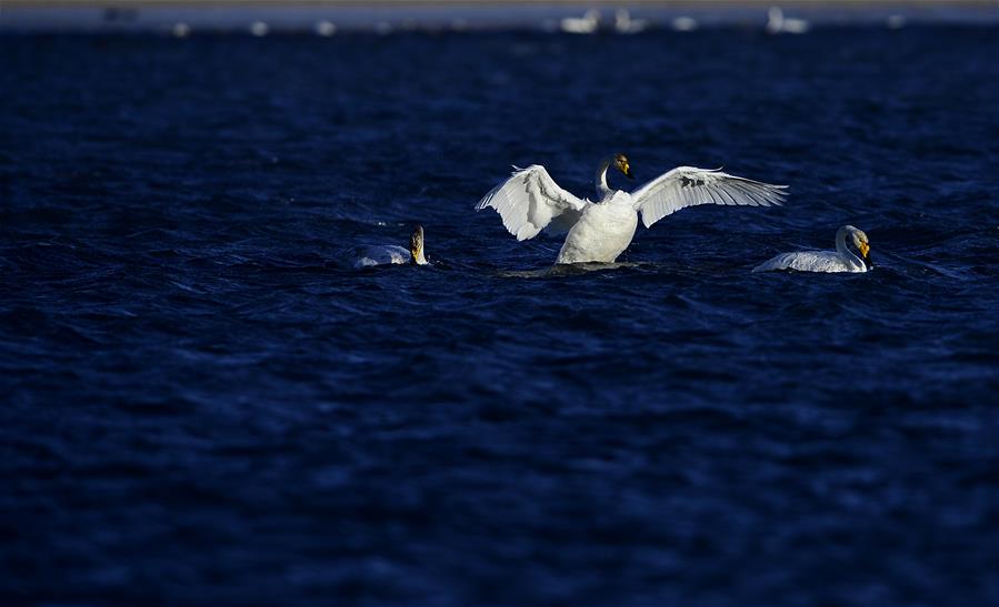 CHINA-QINGHAI-SWAN (CN)