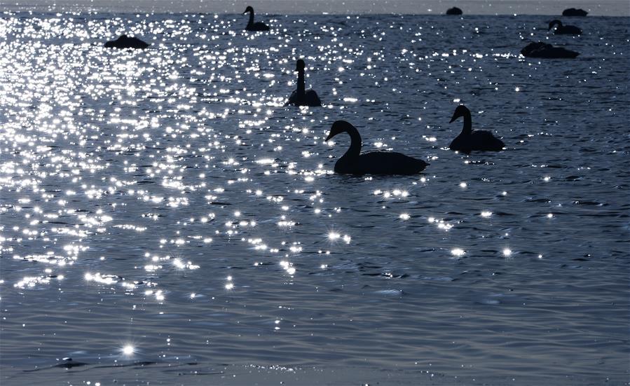 CHINA-QINGHAI-SWAN (CN)