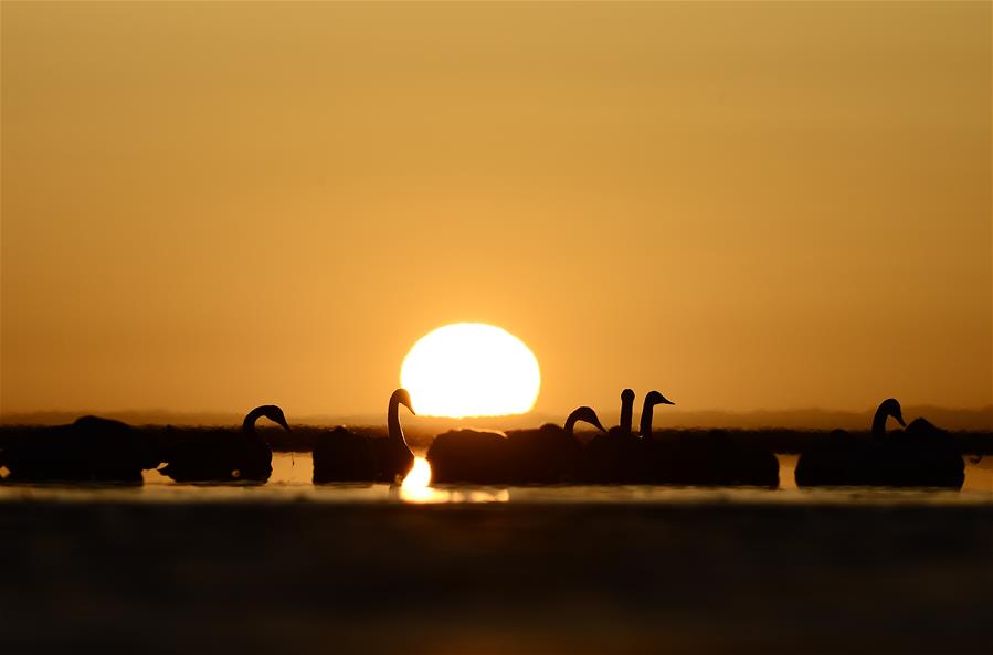 CHINA-QINGHAI-SWAN (CN)