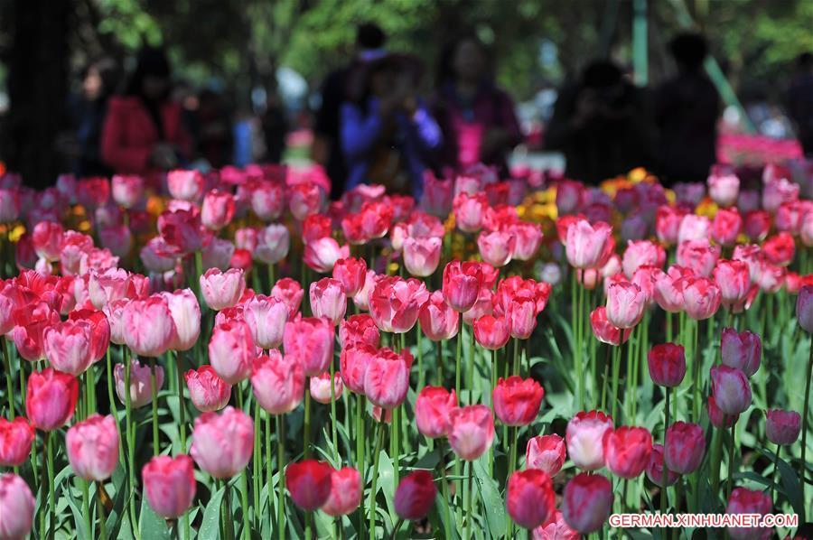 #CHINA-NANNING-TULIP(CN)