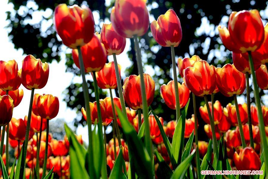 #CHINA-NANNING-TULIP(CN)