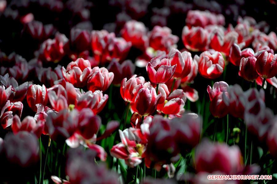 #CHINA-NANNING-TULIP(CN)