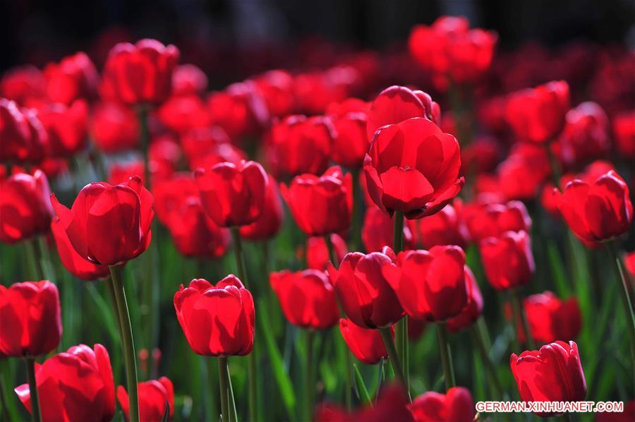 #CHINA-NANNING-TULIP(CN)